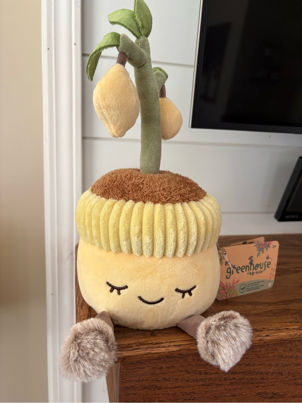 Sold out- Rare Lemon Plant